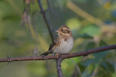 Emberiza rustica