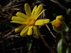 Senecio pinnatifolius