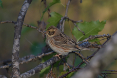 Emberiza rustica