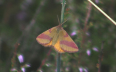 Lythria cruentaria