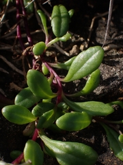 Senecio pinnatifolius