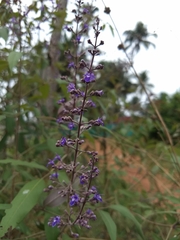 Vitex negundo