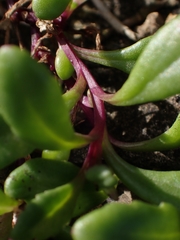 Senecio pinnatifolius