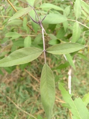 Vitex negundo