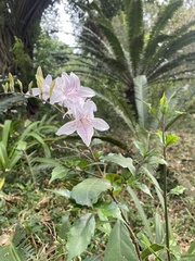 Mackaya bella