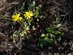 Senecio pinnatifolius