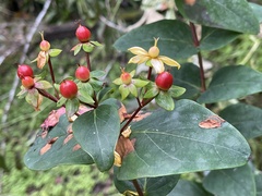 Hypericum inodorum