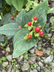 Hypericum inodorum