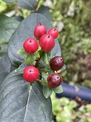 Hypericum inodorum