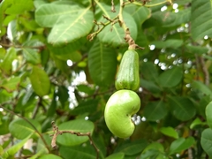 Anacardium occidentale