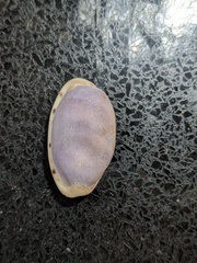 Talostolida pellucens