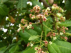 Anacardium occidentale
