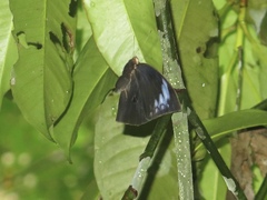 Discophora necho