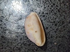 Talostolida pellucens