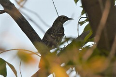 Zoothera aurea