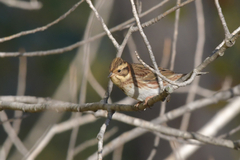 Emberiza rustica