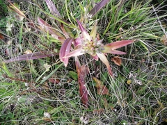 Gentiana macrophylla