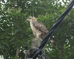 Pernis ptilorhynchus torquatus