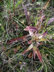 Gentiana macrophylla