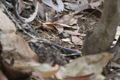 Stegonotus australis