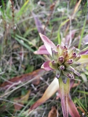 Gentiana macrophylla