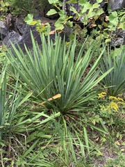 Yucca filamentosa