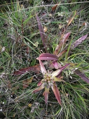 Gentiana macrophylla