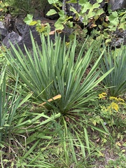 Yucca filamentosa