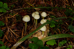 Mycena epipterygia