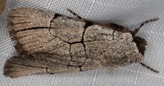 Sympistis ragani