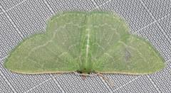 Synchlora aerata