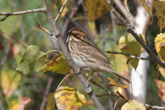 Emberiza pusilla