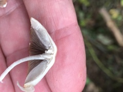 Psathyrella longipes