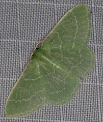 Synchlora aerata