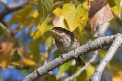 Emberiza pusilla