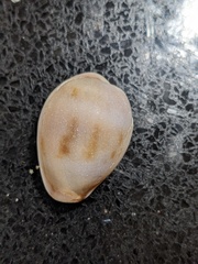 Erronea subviridis