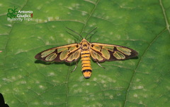 Amata grotei