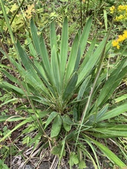Yucca