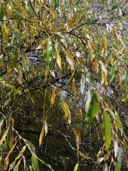 Salix rorida