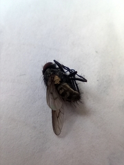 Oestroidea