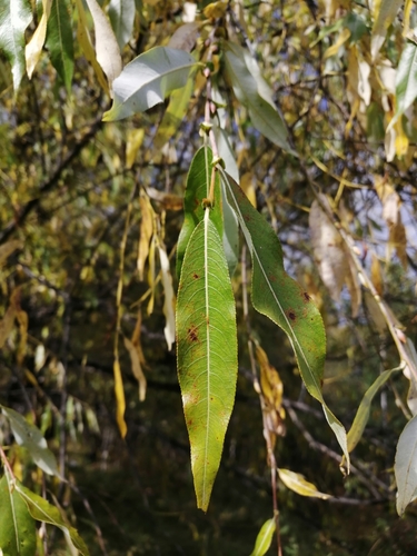 Image of Salix rorida by no rights reserved