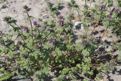 Lamium amplexicaule orientale