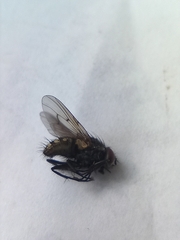 Oestroidea
