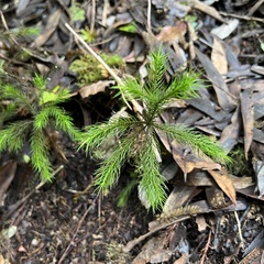 Dendroligotrichum tongariroense