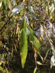 Salix rorida