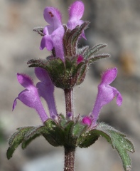 Lamium amplexicaule orientale
