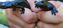 Salamandra lanzai