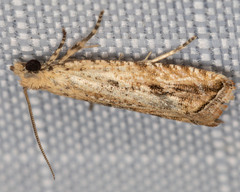 Bactra