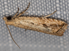 Bactra