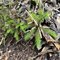 Dendroligotrichum tongariroense